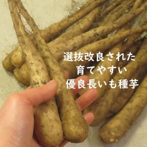 野菜・種/苗 長いも種芋 1kg 国内産の詳細画像2