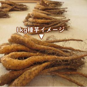 野菜・種/苗 長いも種芋 1kg 国内産の詳細画像3