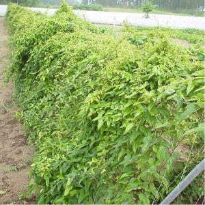 野菜・種/苗 長いも種芋 1kg 国内産の詳細画像4