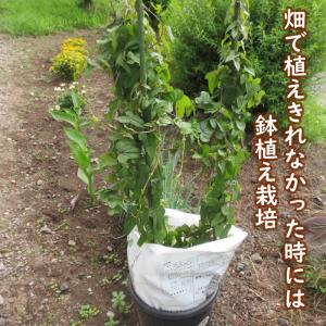 野菜・種/苗 長いも種芋 1kg 国内産の詳細画像5