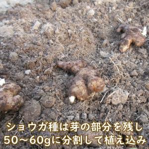 種ショウガ 三州ショウガ 1kgの詳細画像4