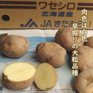 野菜・種/苗 春じゃがいも種芋 ワセシロ 馬鈴薯種芋 1kg｜domonkome