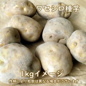 野菜・種/苗 春じゃがいも種芋 ワセシロ 馬鈴...の詳細画像1