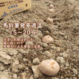 野菜・種/苗 春じゃがいも種芋 ワセシロ 馬鈴...の詳細画像3