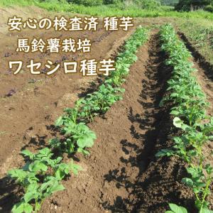 野菜・種/苗 春じゃがいも種芋 ワセシロ 馬鈴...の詳細画像4
