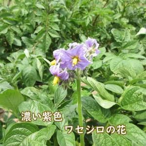 野菜・種/苗 春じゃがいも種芋 ワセシロ 馬鈴...の詳細画像5