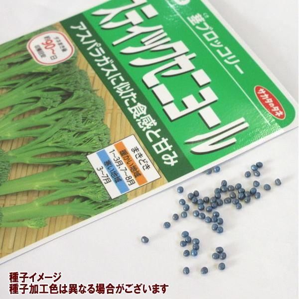 野菜の種/種子 ステックセニョール サカタ交配  1袋 0.8mL