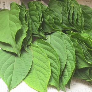 またたびの葉 60枚 山菜 野草 山形県産 /クール便