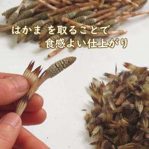 つくし 土筆 180g 山菜 野草 山形県産 ...の詳細画像4
