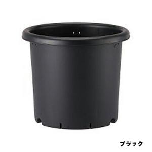 アガベ パリー　大型株10号菊鉢　中斑確認 アップルウェアー 菊鉢 10号 ブラック 鉢 アガベ コーデックス