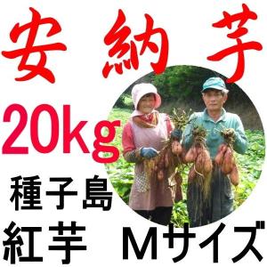 安納芋 種子島産/Mサイズ 20kg/贈り物には一番。頂いた...
