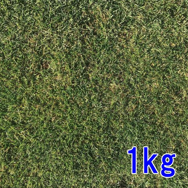 種子 ケンタッキーブルーグラス 1kg