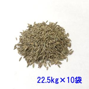 種子 トールフェスク ダイナマイトG-LS 22.5kg×10袋｜donoubukuro