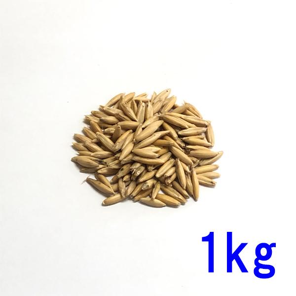 種子 えん麦 (オーツヘイ) 殻つき 1kg