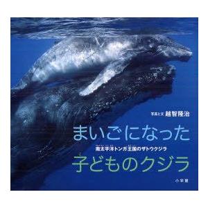 まいごになった子どものクジラ　南太平洋トンガ王国のザトウクジラ　越智隆治/写真と文