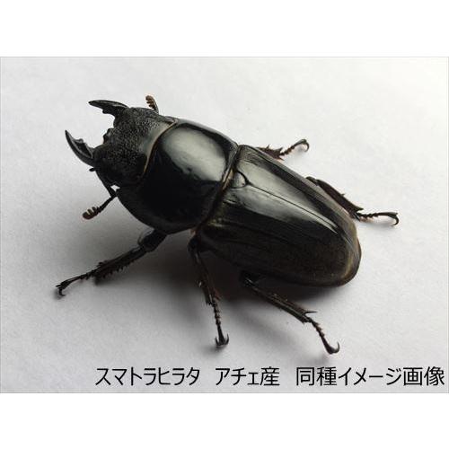 スマトラヒラタクワガタ（アチェ産）♀54mmUP 単品