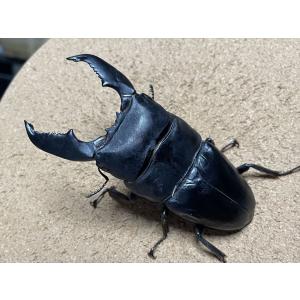 スマトラヒラタクワガタ(アチェ産)♂103.2m...の商品画像