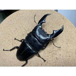 スマトラヒラタクワガタ(アチェ産)♂103.8...の詳細画像1