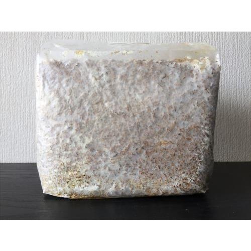 菌床ブロック　KBブナ菌床　3500ｃｃ×10個　KBファーム製　オオヒラタケ
