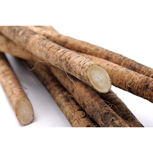 ごぼう 国産 １０ｋｇ Ｌサイズ 以上【秀品】 御坊