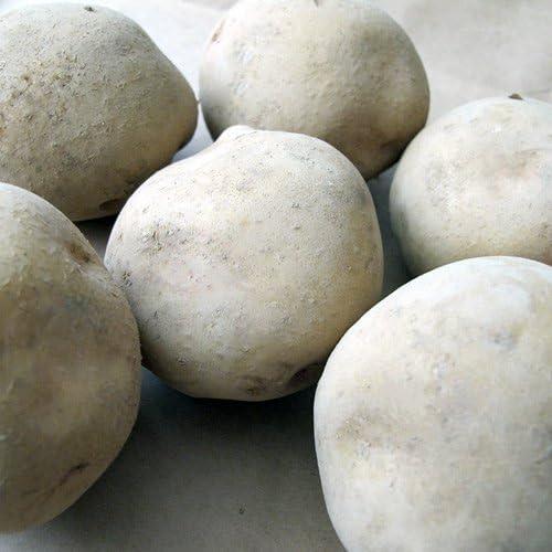 じゃがいも北海道産 とうや ５ｋｇ以上 Ｌ/２Ｌサイズ 芋 じゃがいも 北海道産 ポテト ジャガイモ