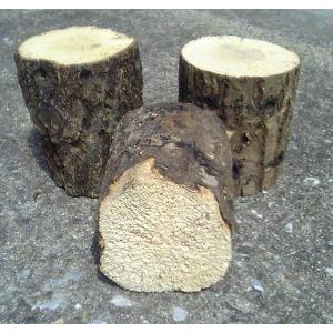 産卵木　（良質ナラ材）特Ｂクラス　超特大サイズ（ビックサイズ）