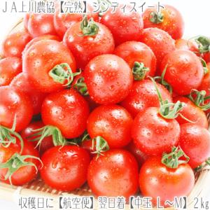 （ フルーツトマト 北海道産）シンディスイート