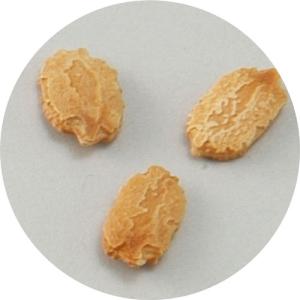 アーテック 野菜の種 ツルレイシ(苦瓜)の詳細画像1