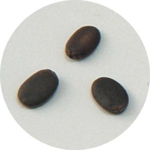 アーテック 野菜の種 ヘチマの詳細画像1