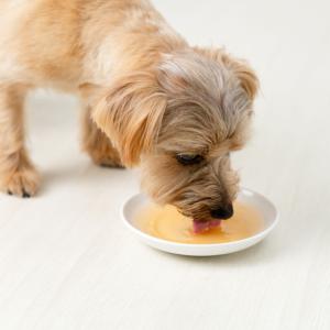 ドッグフード 犬 おやつ 無添加 国産 ドット...の詳細画像4