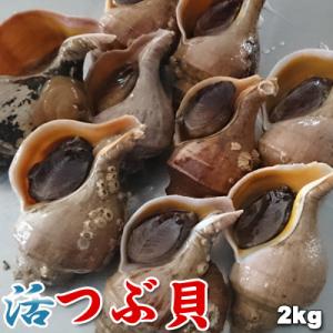 北海道産 天然 活つぶ貝 フジイロエゾボラ 2kg前後 10-20個前後 送料無料 ※沖縄は送料別途...