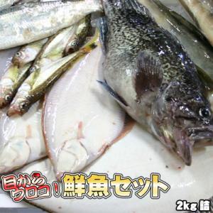 鮮魚セット 2kg 業務用 活 居酒屋 送料無料 北海道産 沖縄送料別途加算 御中元 キャンプ 夏祭...