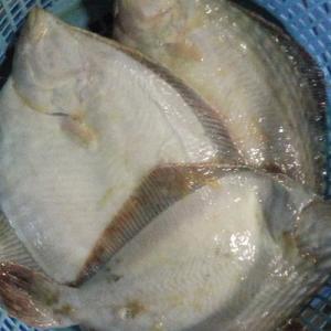 鮮魚を急速冷凍 アサバカレイ 浅羽カレイ 3kg （約9-15...