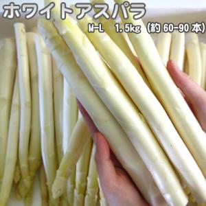 北海道 ホワイトアスパラ M-L 1.5kg 送料無料 沖縄は送料別途加算 ひな祭り 新生活 ホワイトデー｜dousan