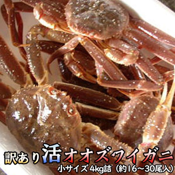 訳あり 活オオズワイガニ 小サイズ 4kg詰 送料無料 ※沖縄別途送料加算 身入り7割前後 歳暮 ク...