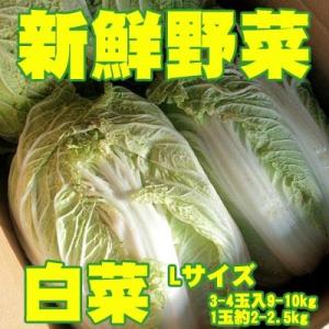 新鮮野菜 バイキング 白菜 Lサイズ 3-4玉入9-10kg...