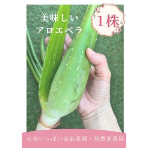 アロエ アロエベラ アロエ苗 アロエベラ苗 食用...の商品画像