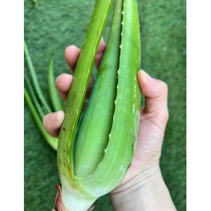 アロエ アロエベラ アロエ苗 アロエベラ苗 食...の詳細画像1