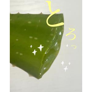 アロエ アロエベラ アロエ苗 アロエベラ苗 食...の詳細画像3