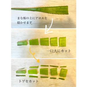 アロエ アロエベラ アロエ苗 アロエベラ苗 食...の詳細画像4