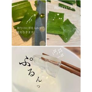 アロエ アロエベラ アロエ苗 アロエベラ苗 食...の詳細画像5