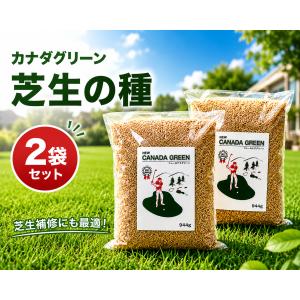 福花園種苗 西洋芝種子 バミューダグラス 種子1L詰 皮取種(普通種