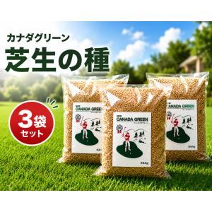 【まとめ買い 3袋セット】芝生の種 ニューカナダグリーン 西洋芝の種 タネ 常緑芝 庭 ＤＩＹ ガーデニング 芝生 種 補修 暑さ寒さに強い カナダグリーン
