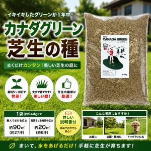 【まとめ買い 3袋セット】芝生の種 ニューカナ...の詳細画像1