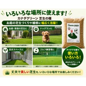 【まとめ買い 3袋セット】芝生の種 ニューカナ...の詳細画像5