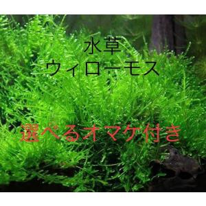 ウィローモス50g　選べるおまけ付き【今だけ増量中】