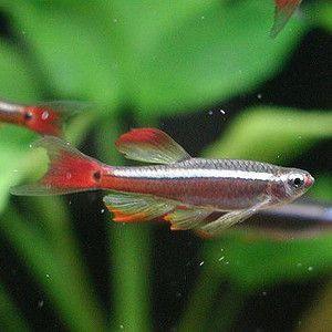 ロングフィンアカヒレ 2匹セット B 065 アクアリウム ドリームシアター 通販 Yahoo ショッピング