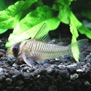 コリドラス グリセウス ワイルド C 017 アクアリウム ドリームシアター 通販 Yahoo ショッピング