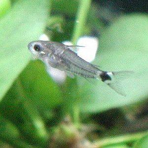 コリドラス ハステータス ワイルド 4匹セット C 063 アクアリウム ドリームシアター 通販 Yahoo ショッピング