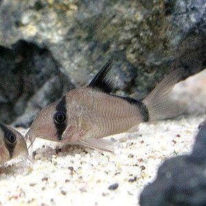 コリドラス メタエ C 076 アクアリウム ドリームシアター 通販 Yahoo ショッピング